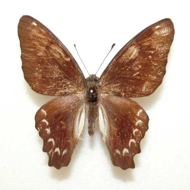 Graphium sarpedon (Abberant, Taiwan) 2 (Internet Image property of respective owner, non-commercial use only)